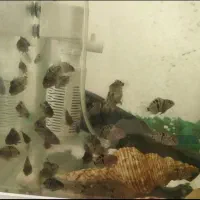 بچه ماهی سیچلاید گوره خری