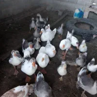 فروش قوغاز و دورگه و اردک و اردک روسی و لاری