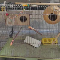 دو عدد قفس پرنده همراه با لونه و دون خوری و آبخوری