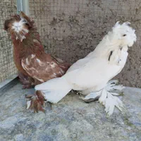 کبوتر بخارا|پرنده|اصفهان, ارغوانیه|دیوار