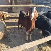 ۵ راس کهره و یک بز جوان چاق|حیوانات مزرعه|مرودشت, استادیوم|دیوار