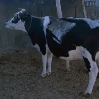 گاو آمریکای شیری اصل