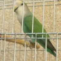طوطی برزیلی نر