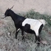بزو کهره ی نر