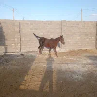 اسب مادیان