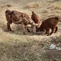 با سلام بز با دوتا بز غاله هاش