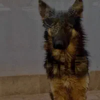 واگذاری ژرمن دوساله