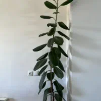 گل فیکوس سبز|گل و گیاه طبیعی|ساری, |دیوار