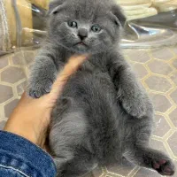بچه گربه اسکاتیش بلو