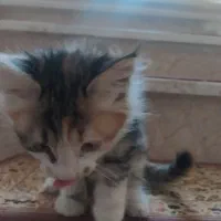 واگذاری گربه