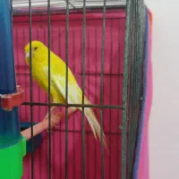 یک عدد قناری نر رسمی بلند جوان سالم|پرنده|قزوین, |دیوار