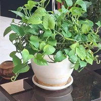 (خانم جوان جهت نگهداری ازخانم پوشکی وامورمنزل )