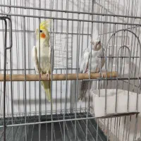 جفت عروس هلندی دوکت