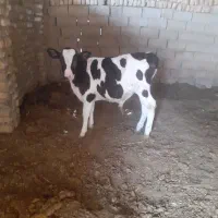 گوساله نر ۴ماهه ویک گوساله دوماهه