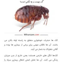 سم پاشی وضدعفونی اماکن ومنازل باسابقه ۱۴سال|خدمات نظافت|گرگان, |دیوار