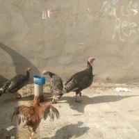 بوقلمو ب فروش میرسد|حیوانات مزرعه|تربت جام, جامی|دیوار