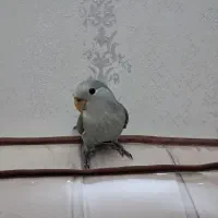 جوجه کوتوله طوسی وایت فیس دستی