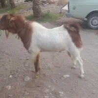 نری|حیوانات مزرعه|جیرفت, |دیوار