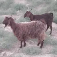 ۲ بز دانه ده نیم      و    یک بره سبک وزن