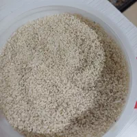 برنج لاشه هاشمی نیم دانه