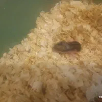 همستر جفت با بچش