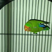 طوطی برزیلی نر|پرنده|اصفهان, دستگرده|دیوار