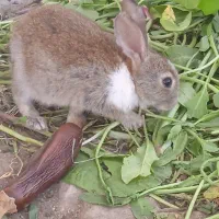 خرگوش بازیگوش و خانگی رودان سکل|موش و خرگوش|بیکاه, |دیوار