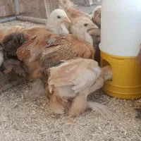 تعدادی جوجه برهما دوماهه