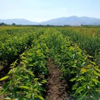 فروش انواع  نهال پربار و اقتصادی