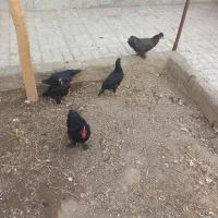 جوجه مرغ لاری وکوشین|حیوانات مزرعه|بیرجند, |دیوار