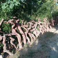 چوب تنه انگور جهت کواریوم ،بنسای ،تراریوم درختچه