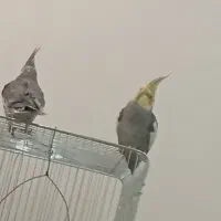 جفت عروس هلندی