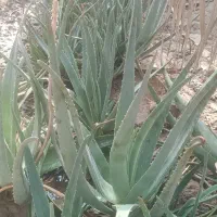 الوارا|گل و گیاه طبیعی|بندر ماهشهر, |دیوار