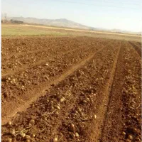 زمین کشاورزی