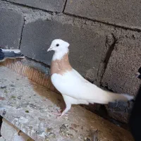 کفتر یا کبوتر