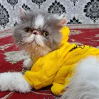 گربه پرشین اصیل