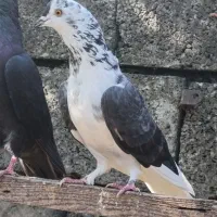 فروش کبوتران فوق پرشی|پرنده|رامسر, |دیوار