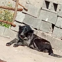 سگ قهدریجونی|سگ|جیرفت, |دیوار