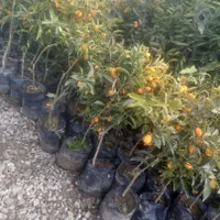 نهال میوه اصلاح شده باردهی از سال اول|خدمات باغبانی و درختکاری|رشت, آب آسیاب|دیوار