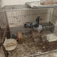 کفتر گمشده|حیوانات|مشهد, ولیعصر (شهرک غرب)|دیوار