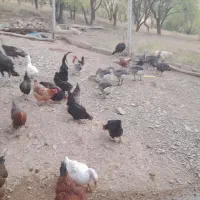 تعدادمرغ.وبوقلمون.وقاز