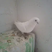 کبوتر شازده همشون قیمتهاشون فرق داره|پرنده|ایلخچی, |دیوار