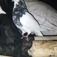 طوقی|پرنده|لردگان, |دیوار