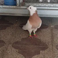 کبوتر طوقی|پرنده|برازجان, |دیوار