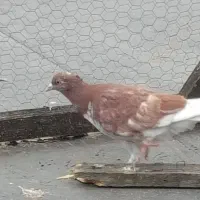 جوجه کبوتر بام ندیده