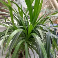 گل اپارتمانی