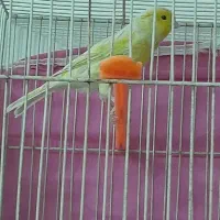 سه تا قناری مست شلاغی شبانه روزی|پرنده|مشهد, شهرک امام سجاد|دیوار