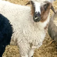 بره  نر و ماده. کوچک فروشی