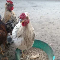 مرغ و خروس نژاددار جوان اسیل پاپر کاکلی چهل تاج