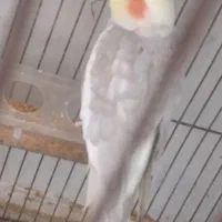 عروس هلندی نر سخنگو